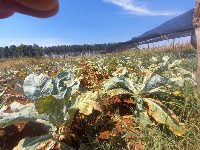 Productor lamenta pérdida causada por la sequía y por la estafa del Gobierno La falta de lluvia ya causó grandes pérdidas a los hortigranjeros de Alto Paraná.