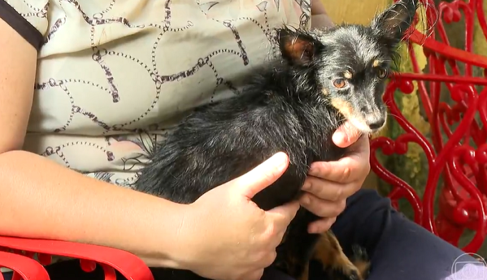 Cresce o número de casos de animais abandonados Cresce o número de casos de animais abandonados