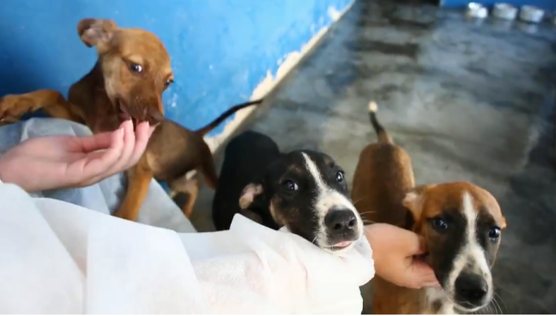 Cresce o número de casos de animais abandonados Cresce o número de casos de animais abandonados