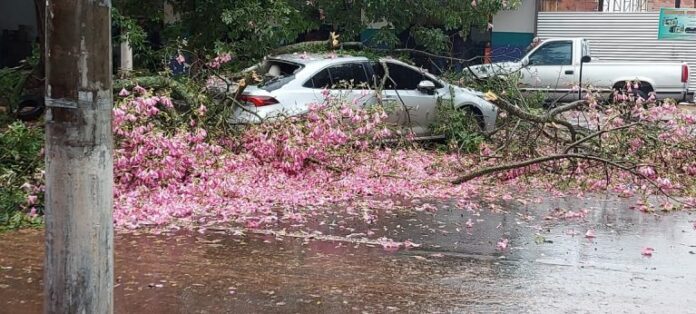 arvore-galho-leitor-768x346