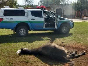 Polícia Militar Ambiental comemora 35 anos de trabalho pela conservação ambiental no MS Polícia Militar Ambiental comemora 35 anos de trabalho pela conservação ambiental no MS