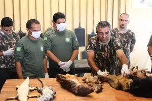 Polícia Militar Ambiental comemora 35 anos de trabalho pela conservação ambiental no MS Polícia Militar Ambiental comemora 35 anos de trabalho pela conservação ambiental no MS