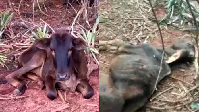 Produtor rural é multado em R$ 330 mil por deixar centenas de cabeças de gado desnutridas Produtor rural é multado em R$ 330 mil por deixar centenas de cabeças de gado desnutridas