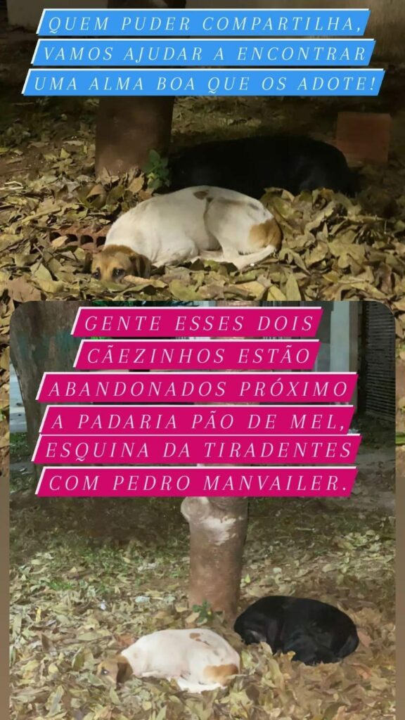 Cidadã pontaporanense pede ajuda para adoção de cachorros abandonados há mais de 01 mês Cidadã pontaporanense pede ajuda para adoção de cachorros abandonados há mais de 01 mês