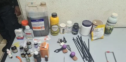 PMs e PMA fecha criadouro de galos para rinha, autuam proprietário por maus-tratos e apreendem 95 galos de rinha e gaiolas PMs e PMA fecha criadouro de galos para rinha, autuam proprietário por maus-tratos e apreendem 95 galos de rinha e gaiolas