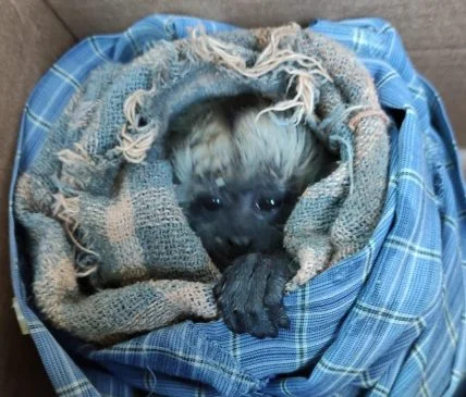 PMA resgata filhote de bugio abandonado pela mãe em sítio depois de ser atacada por cachorros PMA resgata filhote de bugio abandonado pela mãe em sítio depois de ser atacada por cachorros