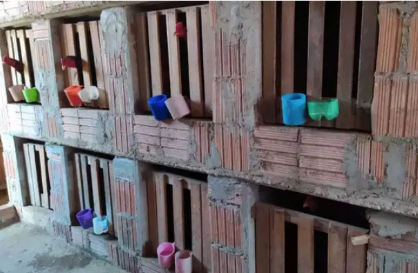 Homem é multado por mutilar e manter galos índios confinados
