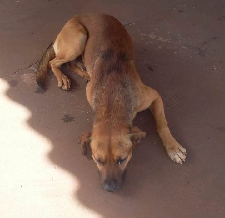 Tibério é o cachorro caramelo meliante que “roubou” ração em supermercado de Amambai