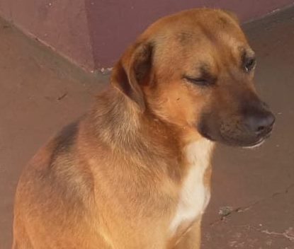 Tibério é o cachorro caramelo meliante que “roubou” ração em supermercado de Amambai