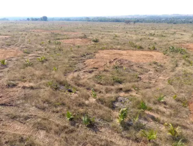 Agrônomo é multado por derrubar e enterrar árvores em cidade de MS Agrônomo é multado por derrubar e enterrar árvores em cidade de MS