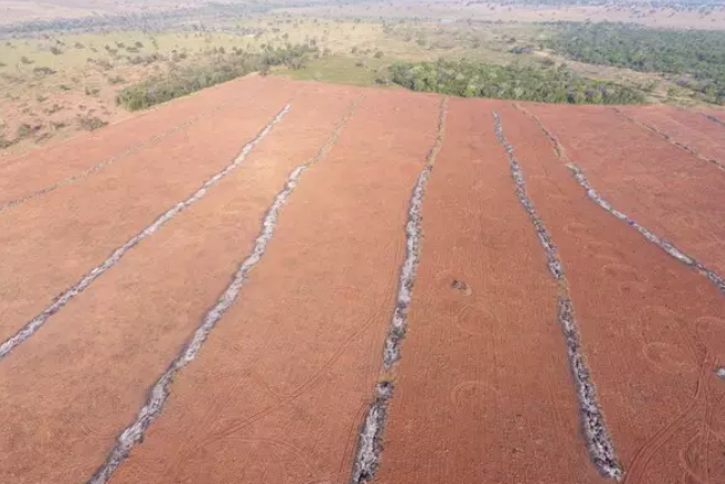 Agrônomo é multado por derrubar e enterrar árvores em cidade de MS Agrônomo é multado por derrubar e enterrar árvores em cidade de MS