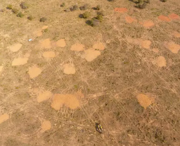 Agrônomo é multado por derrubar e enterrar árvores em cidade de MS Agrônomo é multado por derrubar e enterrar árvores em cidade de MS