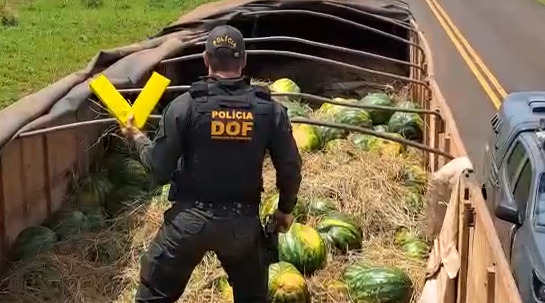 Irmãos do RS são presos pelo DOF com mais de 660 quilos de droga em carga de melancia Irmãos do RS são presos pelo DOF com mais de 660 quilos de droga em carga de melancia