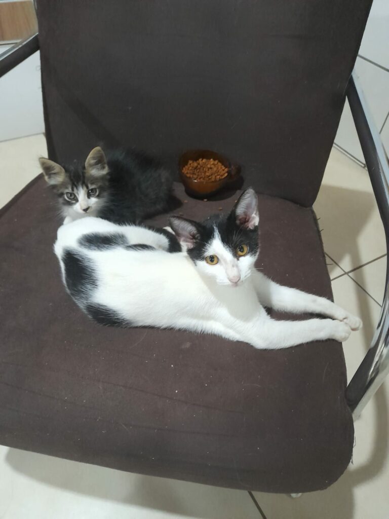 Ponta Porã: Cuidadora de gatos do bairro Andreazza se manifesta após acusações Ponta Porã: Cuidadora de gatos do bairro Andreazza se manifesta após acusações