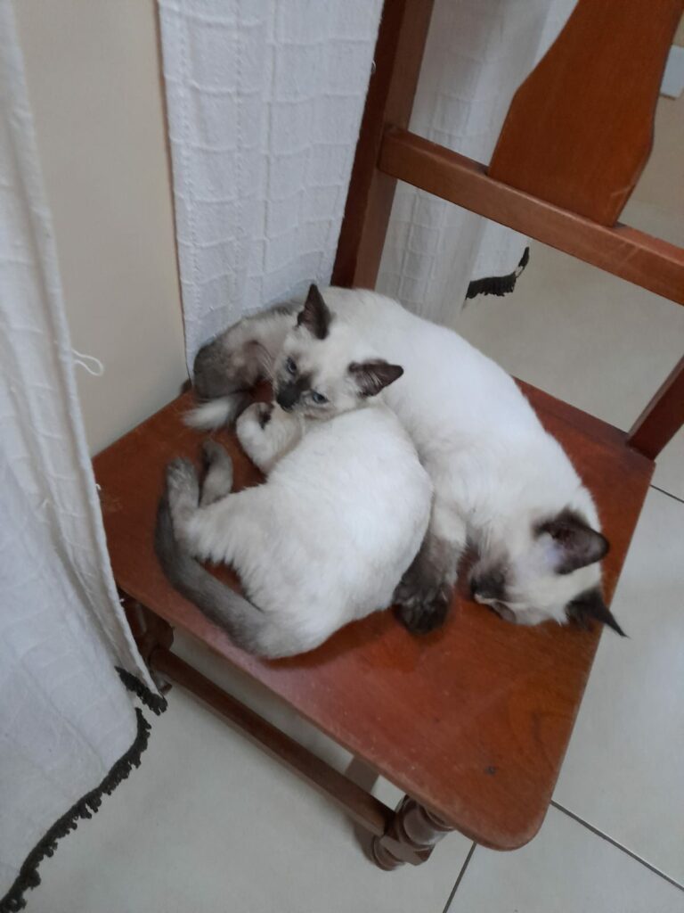 Ponta Porã: Cuidadora de gatos do bairro Andreazza se manifesta após acusações Ponta Porã: Cuidadora de gatos do bairro Andreazza se manifesta após acusações