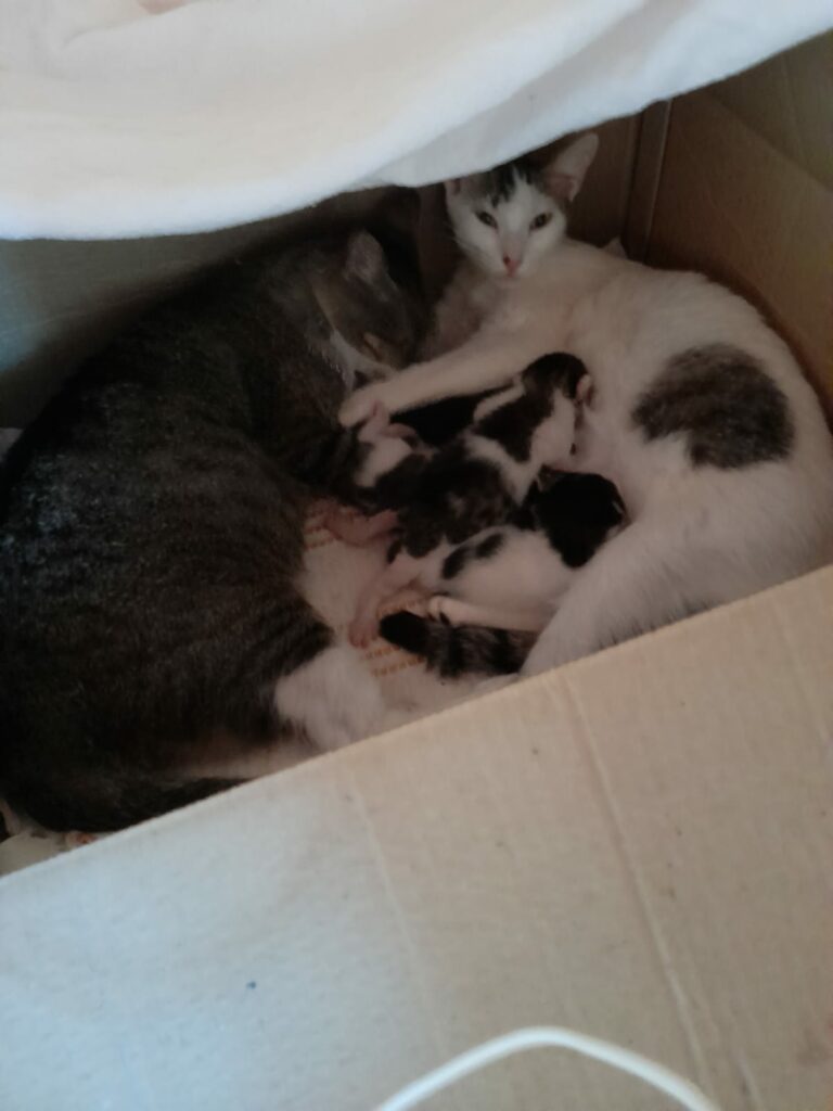 Ponta Porã: Cuidadora de gatos do bairro Andreazza se manifesta após acusações Ponta Porã: Cuidadora de gatos do bairro Andreazza se manifesta após acusações