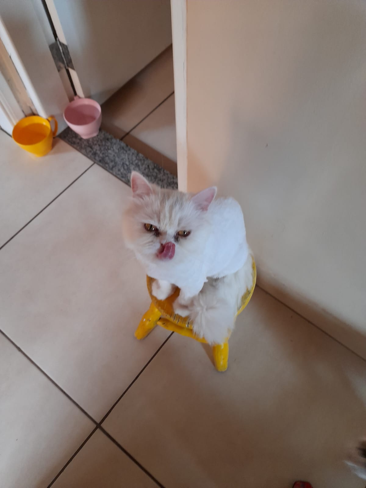 Ponta Porã: Cuidadora de gatos do bairro Andreazza se manifesta após acusações Ponta Porã: Cuidadora de gatos do bairro Andreazza se manifesta após acusações