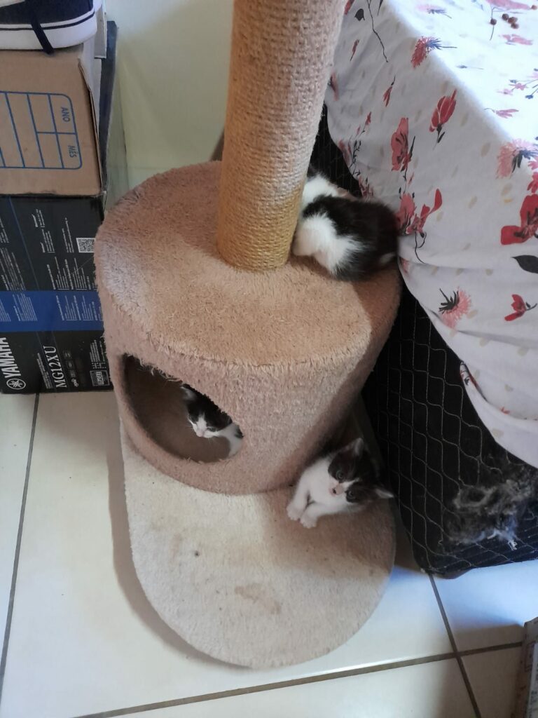 Ponta Porã: Cuidadora de gatos do bairro Andreazza se manifesta após acusações Ponta Porã: Cuidadora de gatos do bairro Andreazza se manifesta após acusações