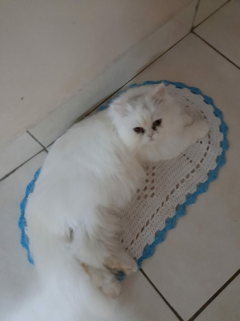 Ponta Porã: Cuidadora de gatos do bairro Andreazza se manifesta após acusações Ponta Porã: Cuidadora de gatos do bairro Andreazza se manifesta após acusações