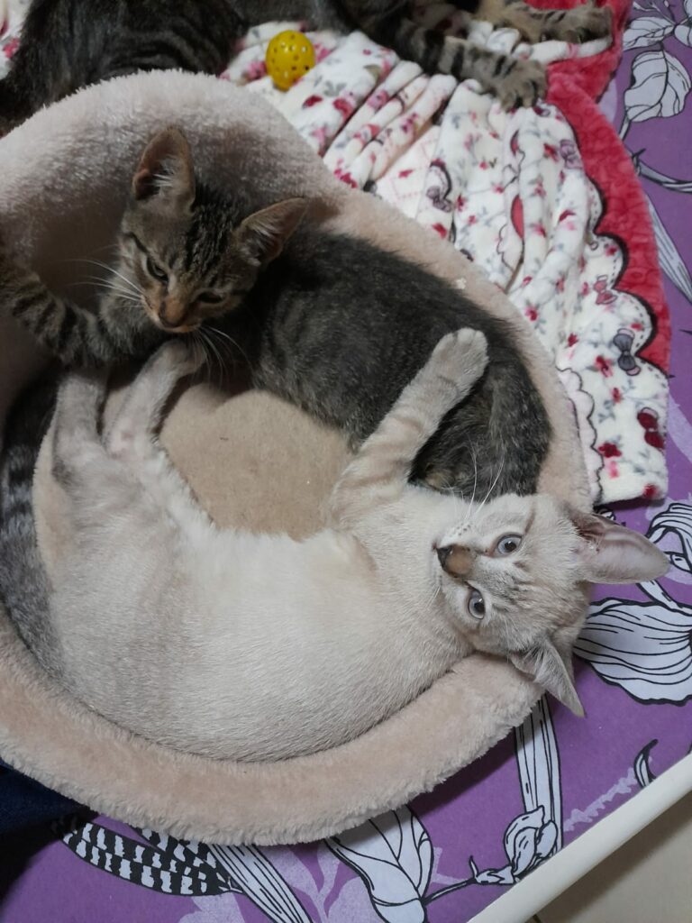 Ponta Porã: Cuidadora de gatos do bairro Andreazza se manifesta após acusações Ponta Porã: Cuidadora de gatos do bairro Andreazza se manifesta após acusações