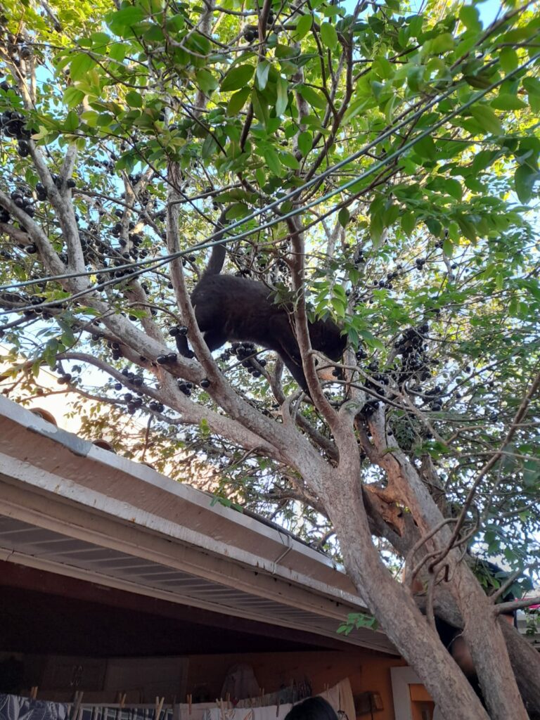 Ponta Porã: Cuidadora de gatos do bairro Andreazza se manifesta após acusações Ponta Porã: Cuidadora de gatos do bairro Andreazza se manifesta após acusações