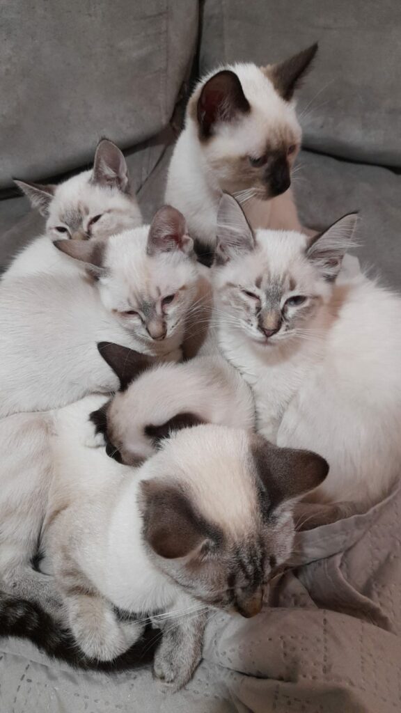 Ponta Porã: Cuidadora de gatos do bairro Andreazza se manifesta após acusações Ponta Porã: Cuidadora de gatos do bairro Andreazza se manifesta após acusações