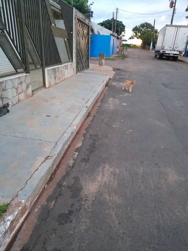 Ponta Porã: Cuidadora de gatos do bairro Andreazza se manifesta após acusações Ponta Porã: Cuidadora de gatos do bairro Andreazza se manifesta após acusações