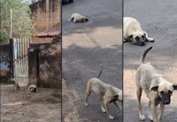 Donos mudam de casa e abandonam cachorros em bairro de Aquidauana