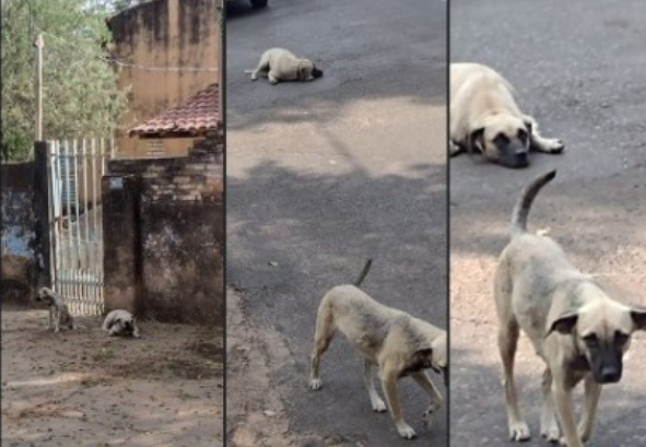 Donos mudam de casa e abandonam cachorros em bairro de Aquidauana Donos mudam de casa e abandonam cachorros em bairro de Aquidauana
