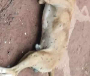 Homem é preso e confessa que matou cachorro porque o irritava