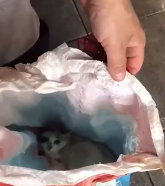 Gato é encontrado vivo dentro de saco de lixo em condomínio Gato é encontrado vivo dentro de saco de lixo em condomínio