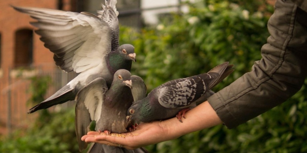 Blog do Mochi: Síndrome do pombo