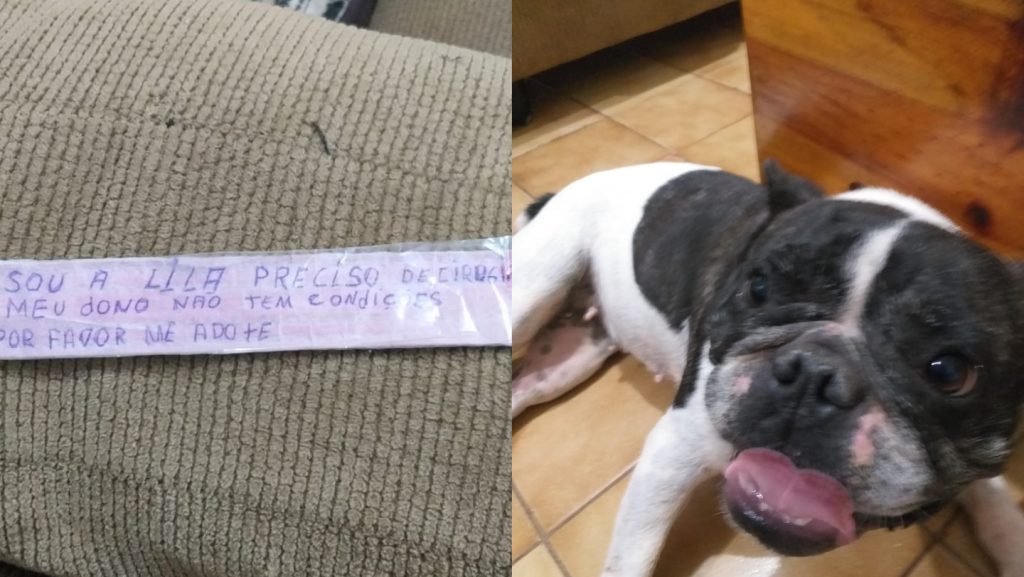 Abandono de Lila emocionou muita gente e casal de Campo Grande adota Bulldog para cirurgia Abandono de Lila emocionou muita gente e casal de Campo Grande adota Bulldog para cirurgia