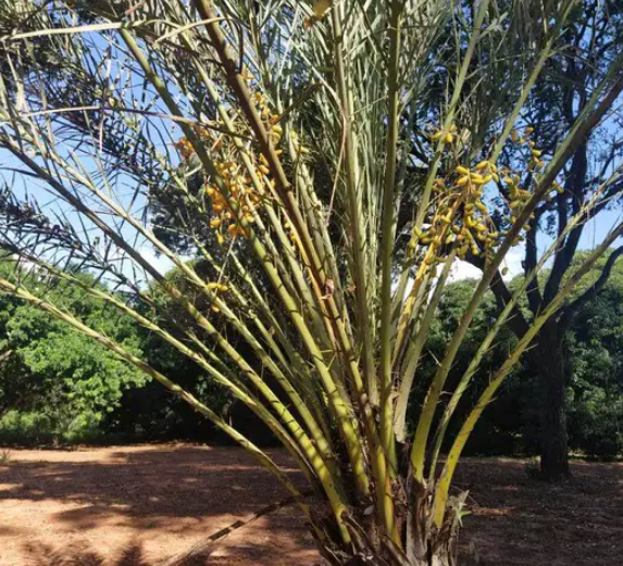 Um homem acreditou que fruta só nasceria após 100 anos, mas teve uma surpresa