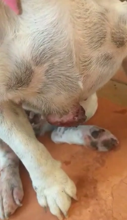 ‘Meu dono não tem condições’: recado em coleira de Bulldog abandonada surpreende ‘Meu dono não tem condições’: recado em coleira de Bulldog abandonada surpreende
