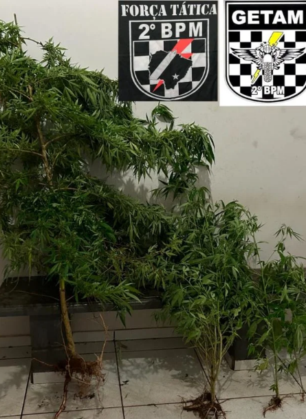 PM realiza apreensão de plantação de maconha em uma residência PM realiza apreensão de plantação de maconha em uma residência