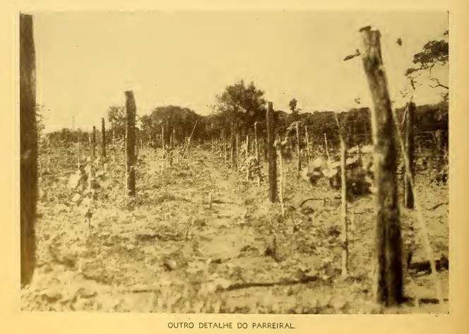 Ponta Porã Na Linha Do Tempo: Imagens Historiográficas Da Região De Fronteira