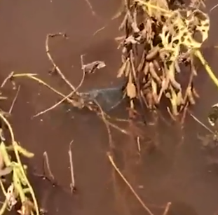 Tromba d’água alaga casas e peixes nadam no meio da soja Tromba d’água alaga casas e peixes nadam no meio da soja