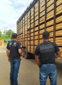 PC recupera gado roubado de Rio Verde-GO em propriedade rural no MS PC recupera gado roubado de Rio Verde-GO em propriedade rural no MS