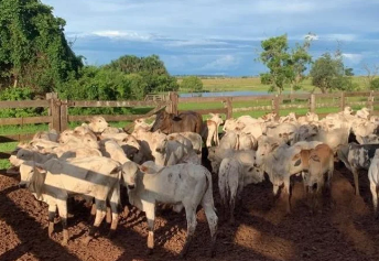 PC recupera gado roubado de Rio Verde-GO em propriedade rural no MS PC recupera gado roubado de Rio Verde-GO em propriedade rural no MS