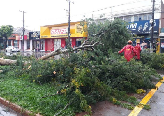 Árvore cai e casas são alagadas após chuva forte em Dourados Árvore cai e casas são alagadas após chuva forte em Dourados