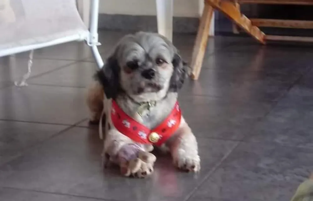 Tutora que levou cão para banho e recebeu as cinzas do animal entra com ação civil contra pet shop Tutora que levou cão para banho e recebeu as cinzas do animal entra com ação civil contra pet shop