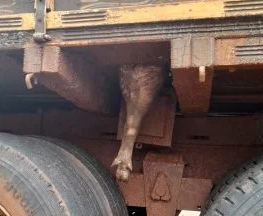 PC apreende 156 litros de leite e suínos transportados ilegalmente PC apreende 156 litros de leite e suínos transportados ilegalmente