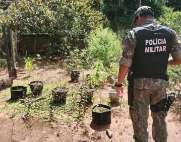 PMA autua mulher em R$ 3,5 mil, resgata cães e encontra plantas de maconha e droga no local PMA autua mulher em R$ 3,5 mil, resgata cães e encontra plantas de maconha e droga no local