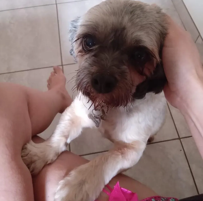 Tutora que levou cão para banho e recebeu as cinzas do animal entra com ação civil contra pet shop Tutora que levou cão para banho e recebeu as cinzas do animal entra com ação civil contra pet shop