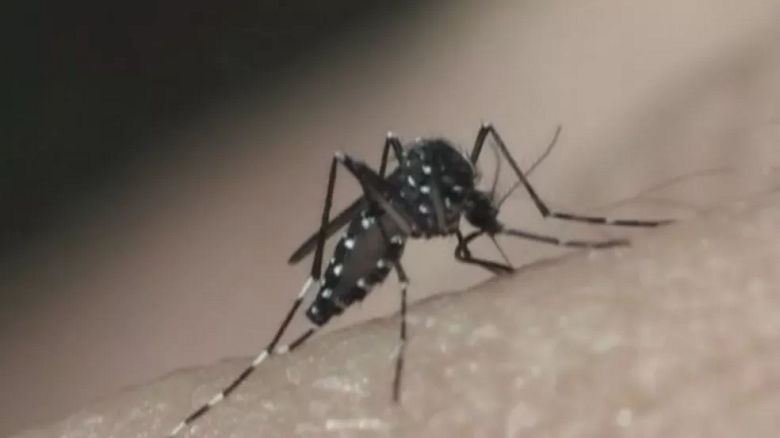 MS confirma um caso de dengue a cada 12 minutos, aponta boletim MS confirma um caso de dengue a cada 12 minutos, aponta boletim