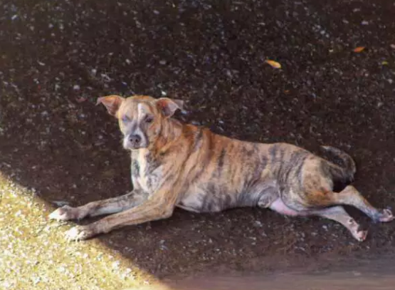 Cachorro é resgatado de rio pelos bombeiros com pernas quebradas