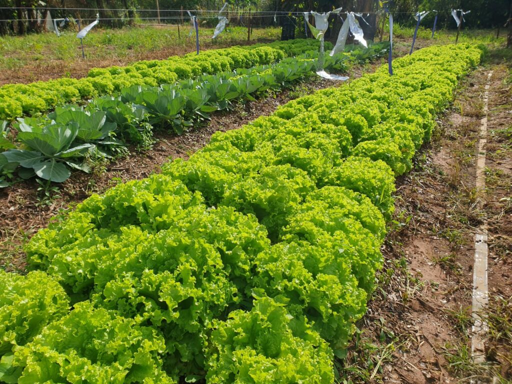 Ponta Porã: Horta comunitária de Sanga Puitã realizou primeira colheita