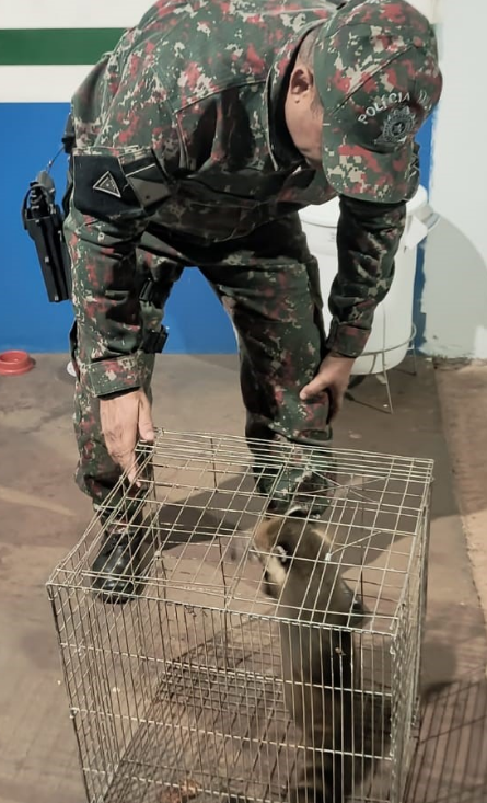 PMA captura quati que entrou em uma residência depois de ser acuado por cães PMA captura quati que entrou em uma residência depois de ser acuado por cães