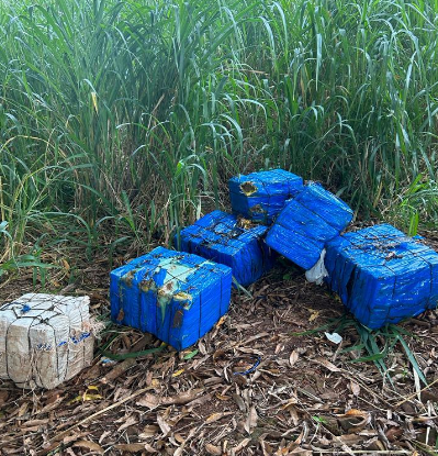 DEFRON, em ação conjunta com a PC de Dourados apreendeu maconha em mata e prendeu um por tráfico de drogas DEFRON, em ação conjunta com a PC de Dourados apreendeu maconha em mata e prendeu um por tráfico de drogas